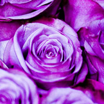 安卓ddos攻击工具